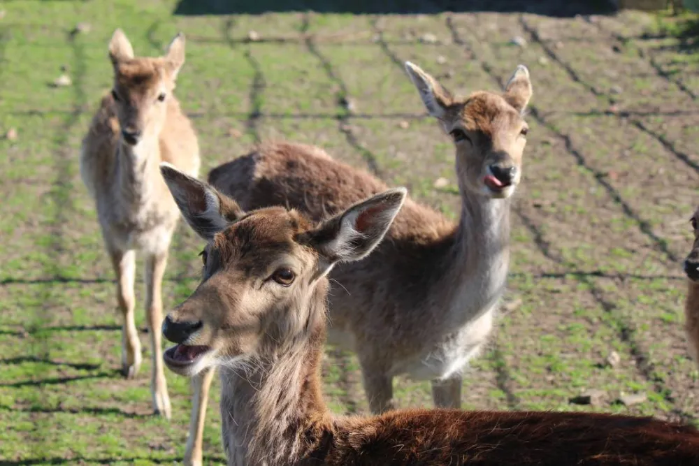 Camping- & Wochenendplatz Brinkmann´s Hof