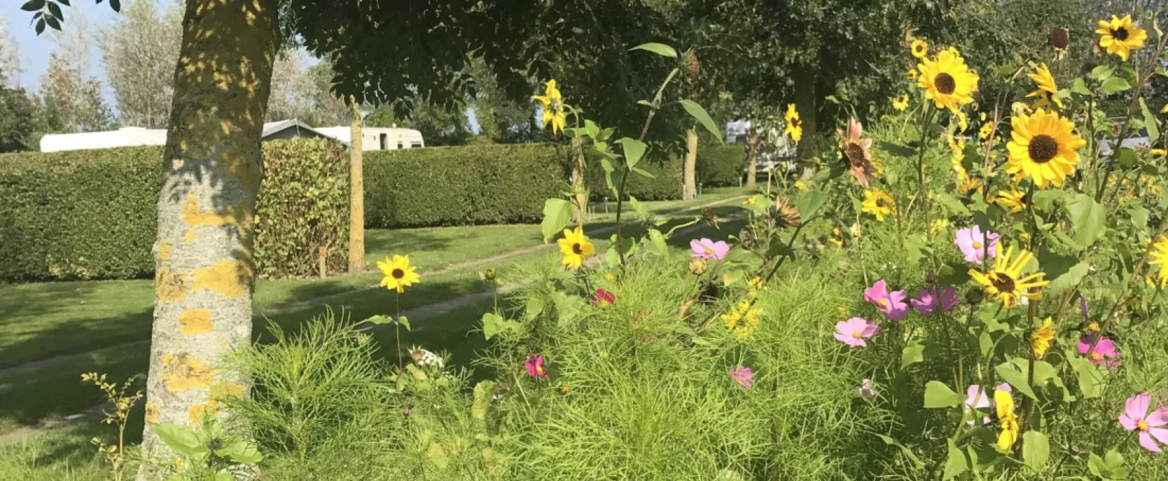 Minicamping De Catshoek