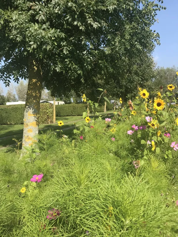 Minicamping De Catshoek