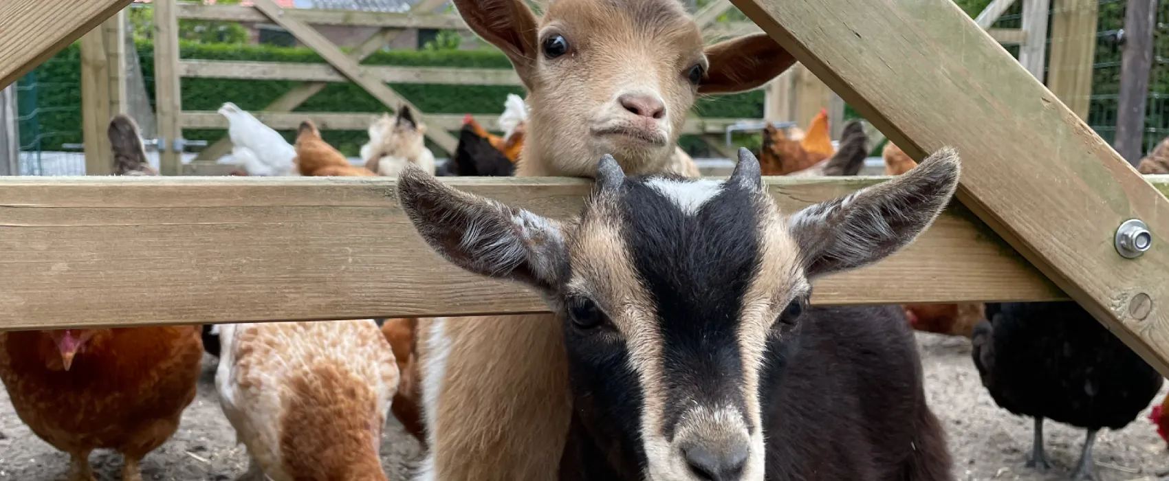 Minicamping De Catshoek