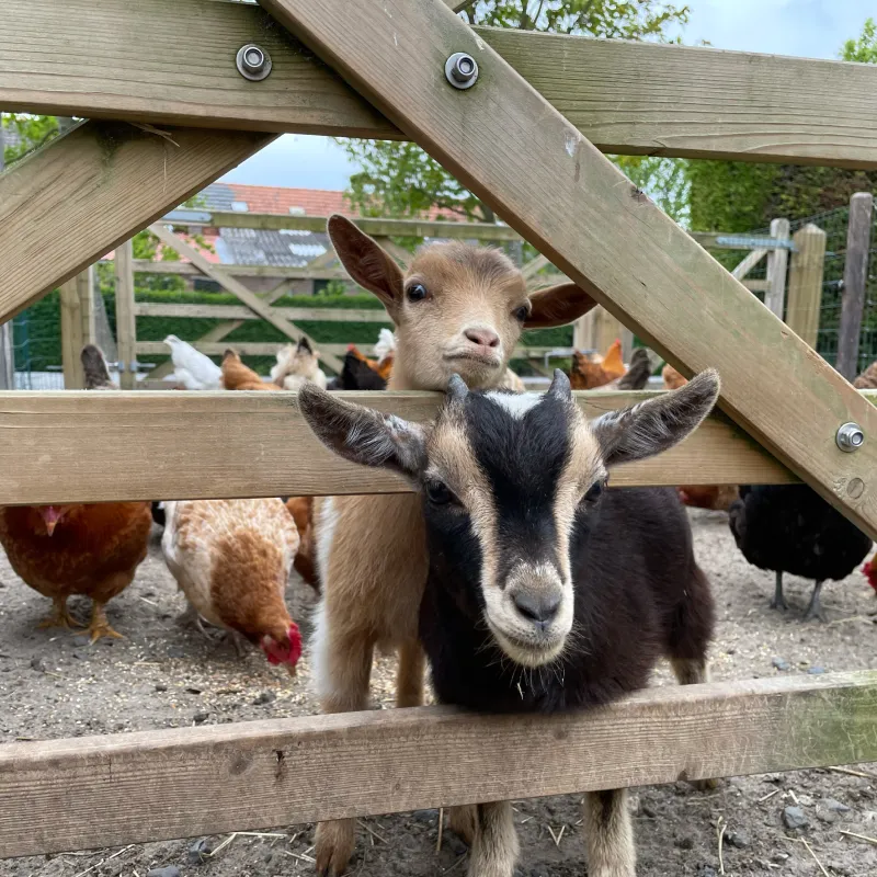 Minicamping De Catshoek