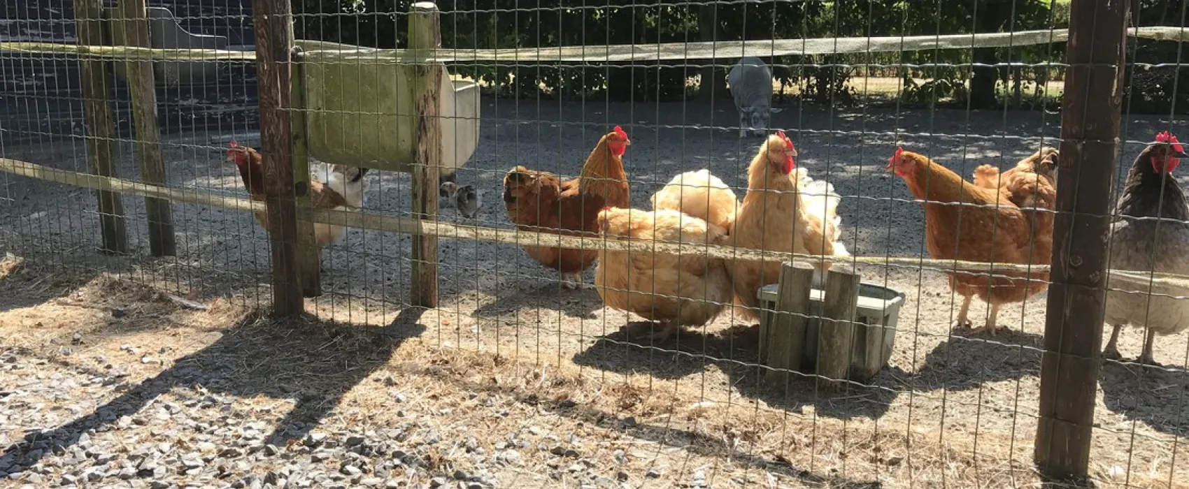 Minicamping De Catshoek