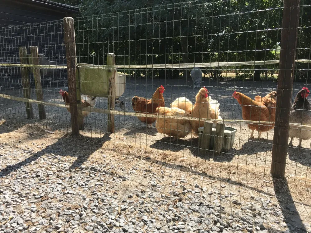 Minicamping De Catshoek