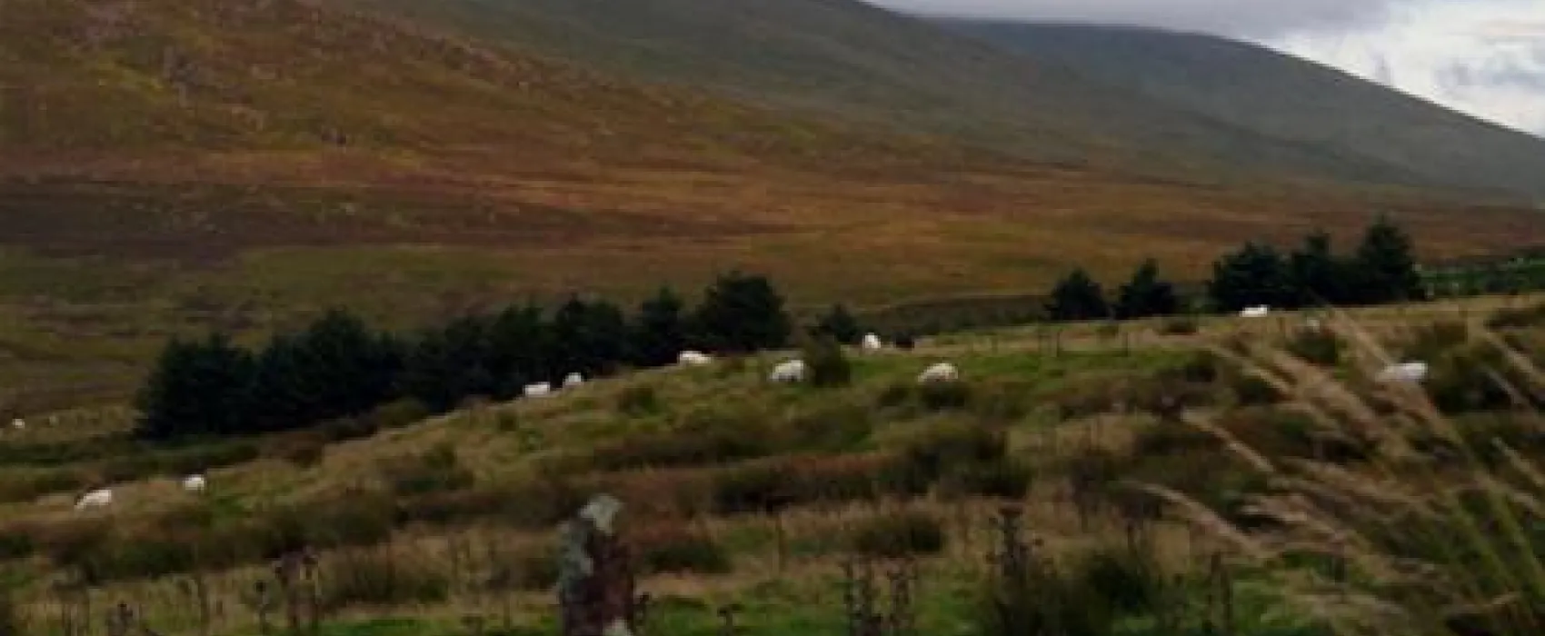 Powers the Pot C. & C. Park