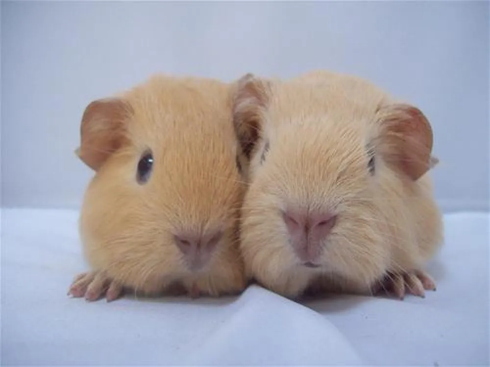 Minicamping Huismans