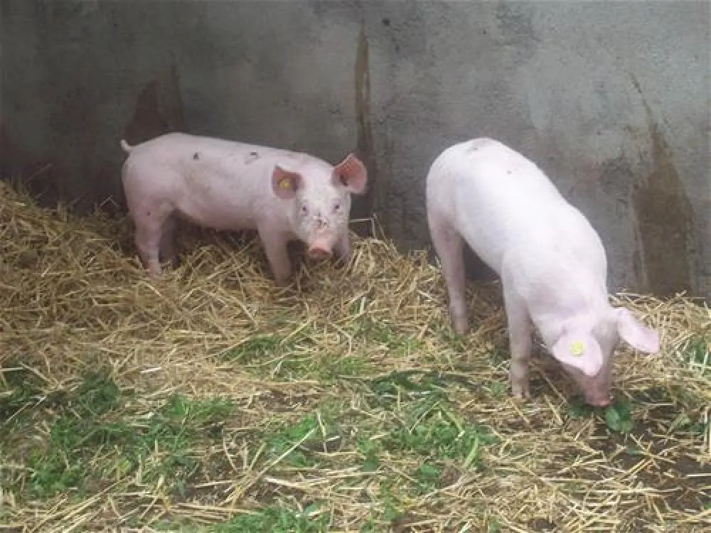 Minicamping Huismans