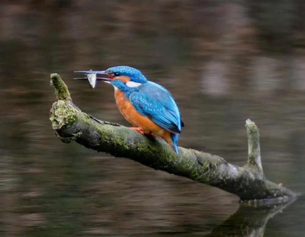 Campingplatz Auenland