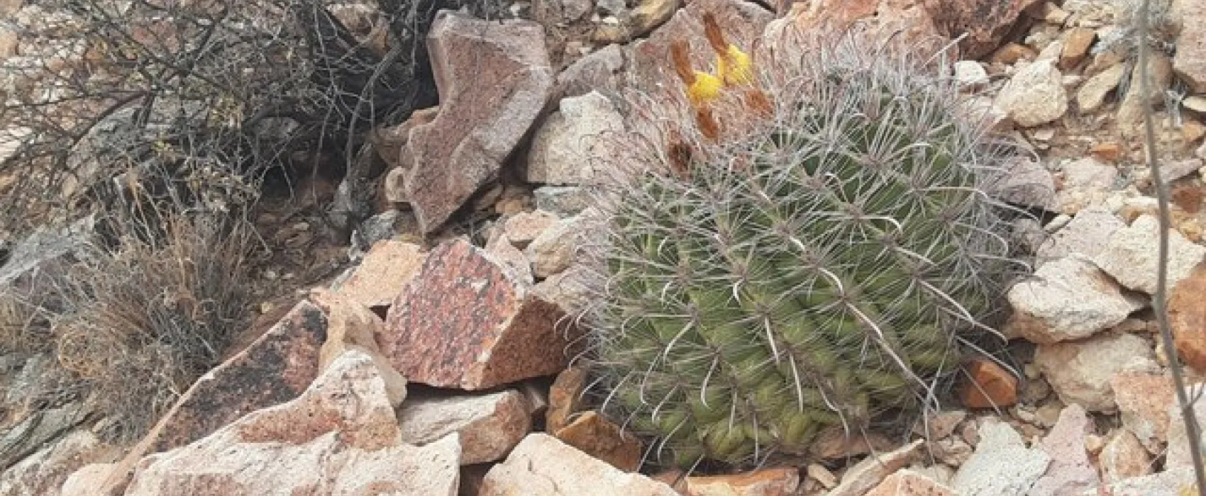 Prehistoric Trackways Dispersed Camping