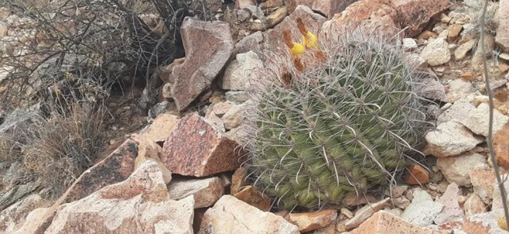 Prehistoric Trackways Dispersed Camping