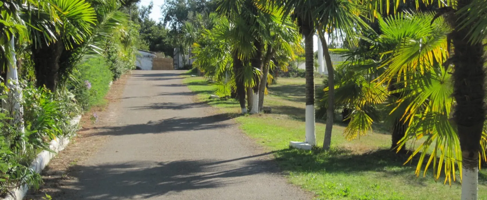 Camping des Palmiers  