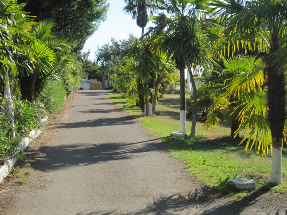 Camping des Palmiers  