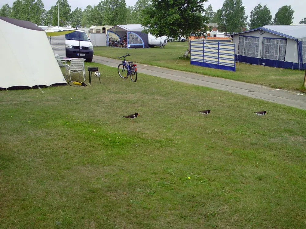 Campingplatz Hooksiel