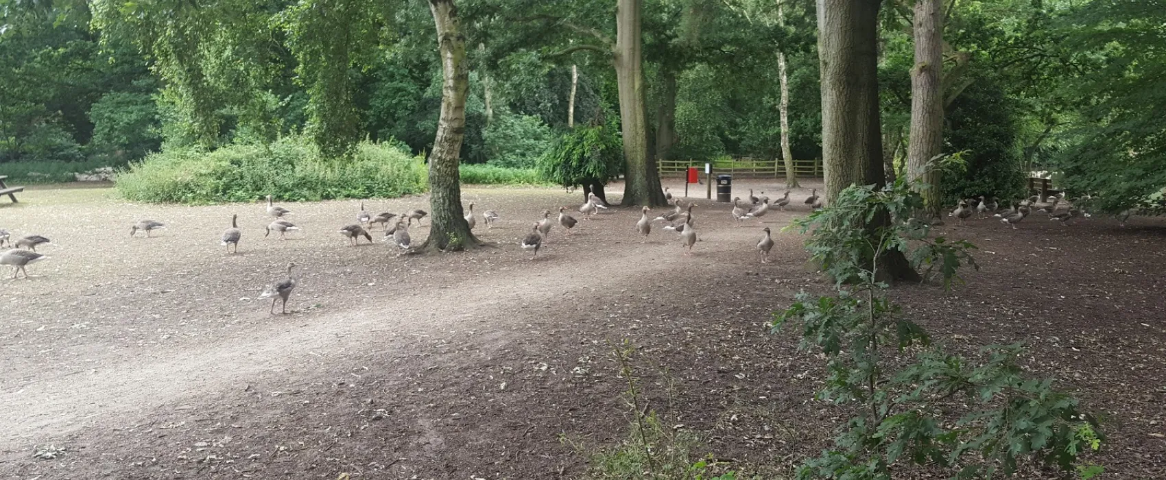 Hartsholme Country Park