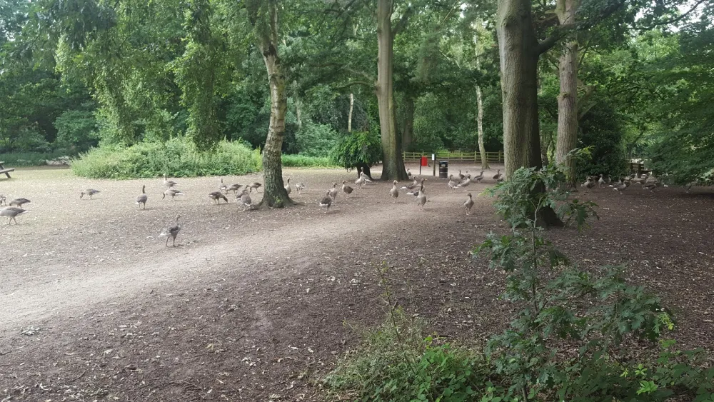 Hartsholme Country Park