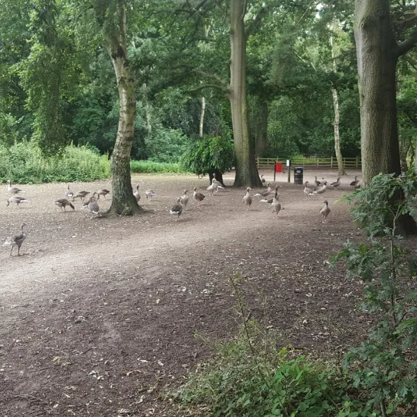 Hartsholme Country Park