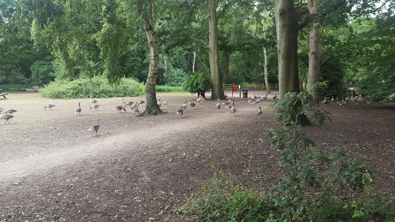 Hartsholme Country Park - Photo 2
