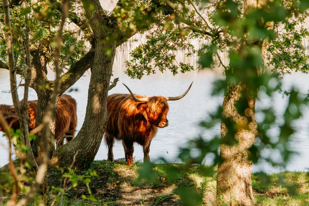 Minicamping de Nesse