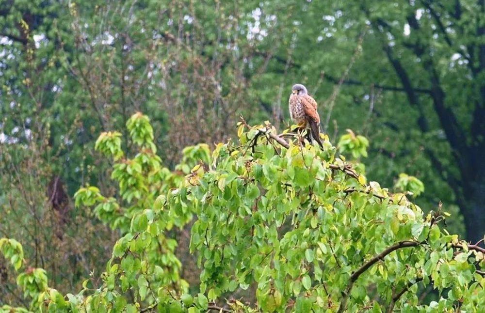 Minicamping De Torenvalk