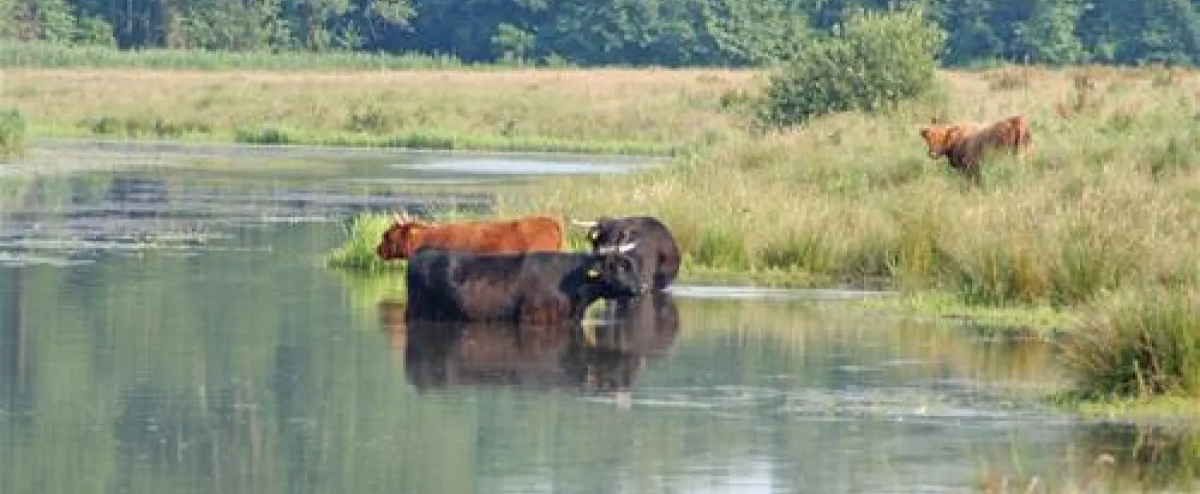 Mini camping De Boltsebroek