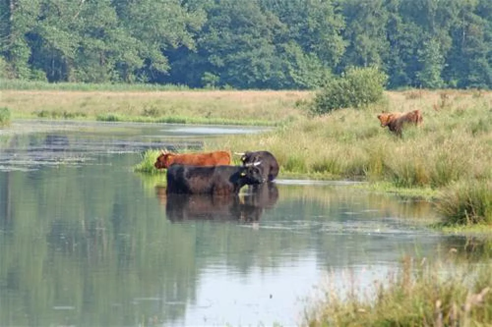 Mini camping De Boltsebroek