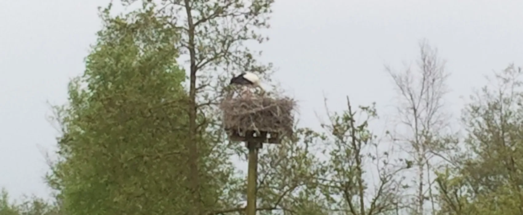 Natuurkampeerterrein De Reidplum