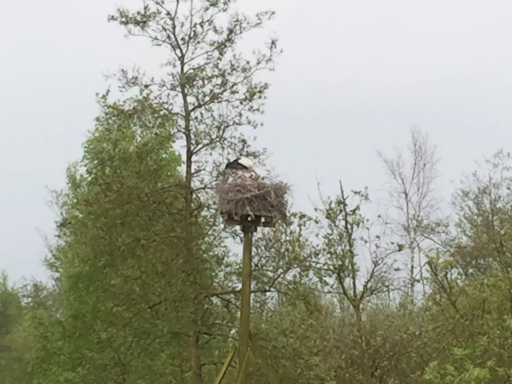 Natuurkampeerterrein De Reidplum