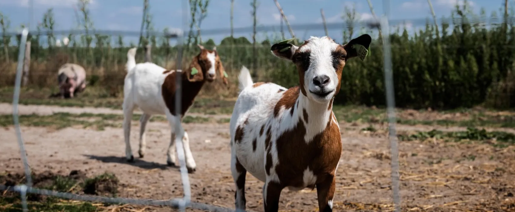 Minicamping de Reekens