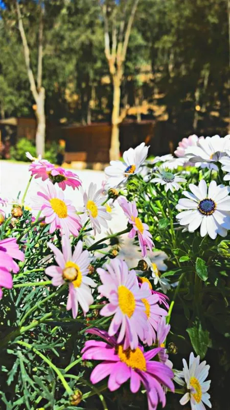 ELBADOC campingvillage