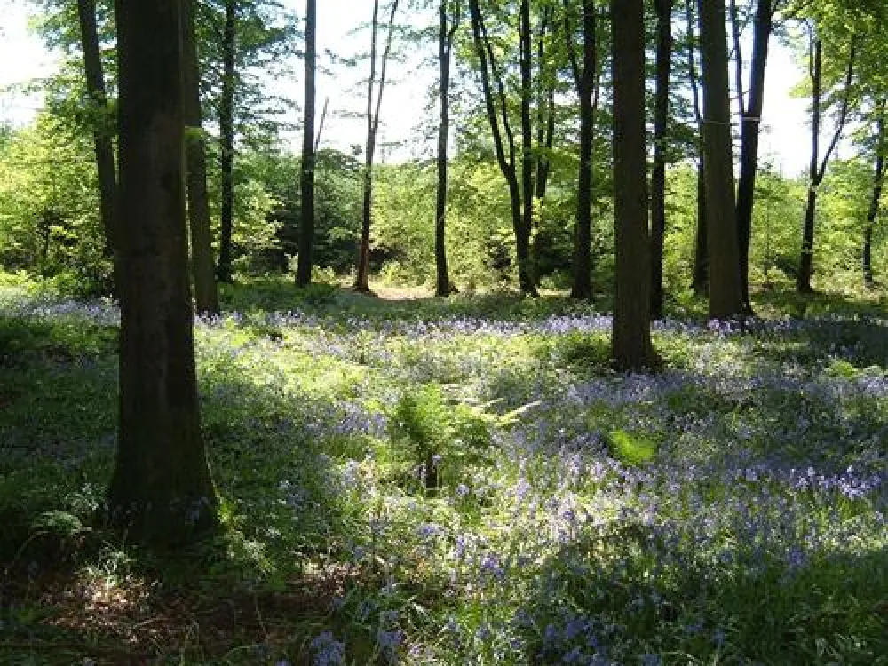 Forest Glade Holiday Park