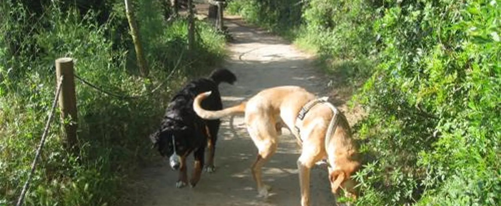 Camping Tamarit Park