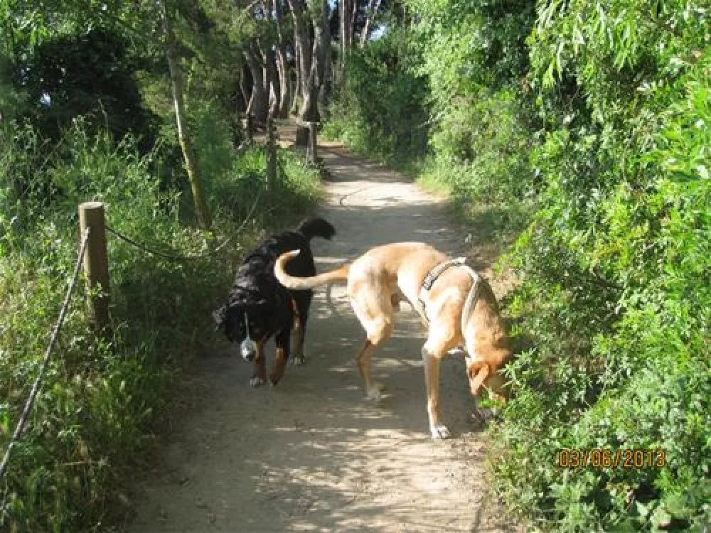 Camping Tamarit Park