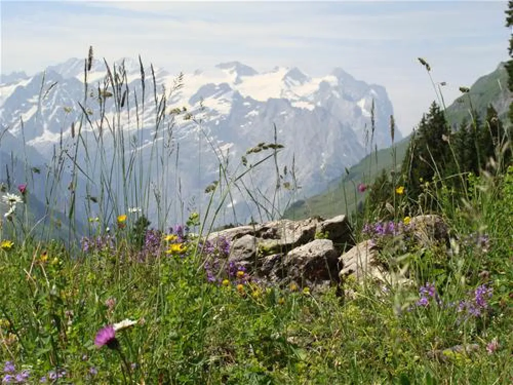 BauernhofCamping Wyler