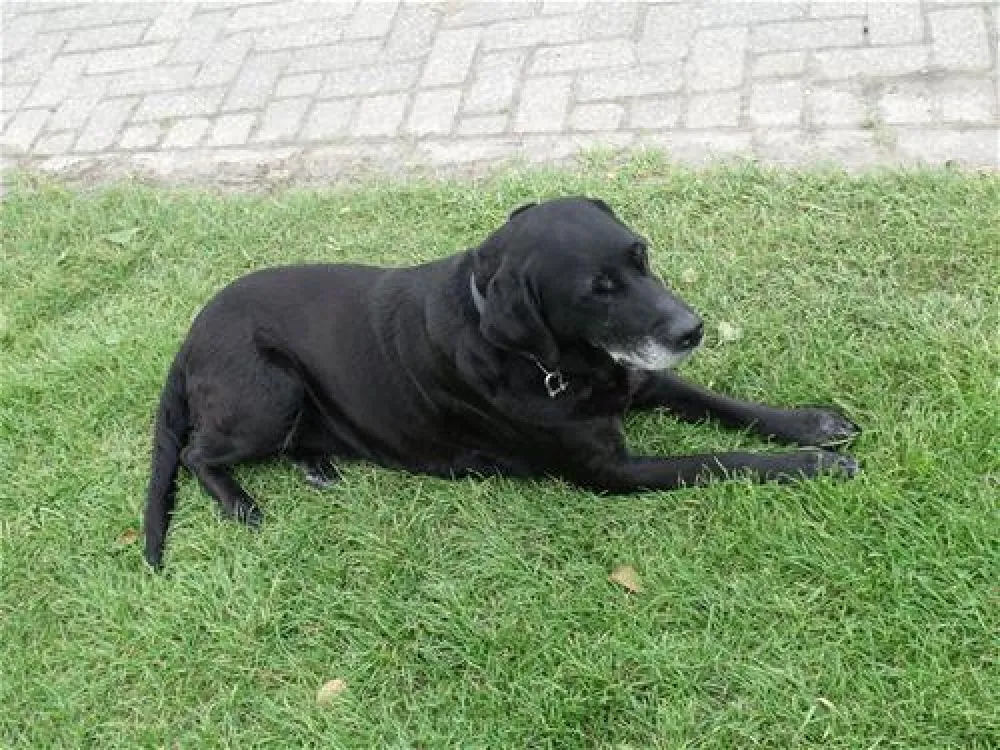 Camping Uit den Haak