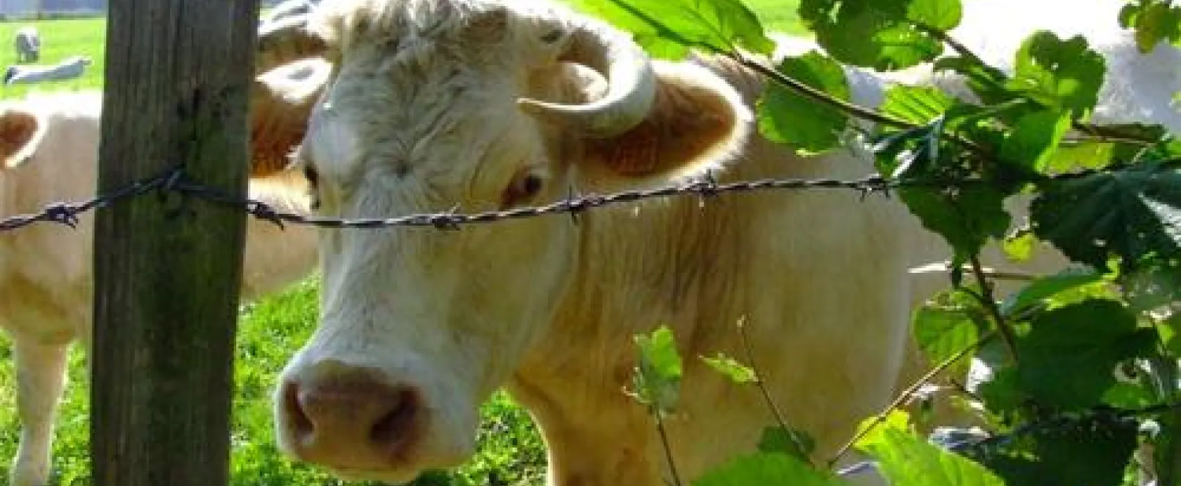 Mini-camping Les Fayes