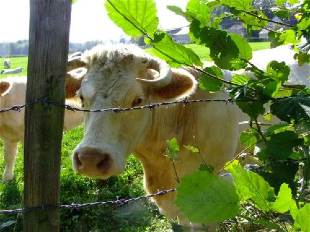 Mini-camping Les Fayes