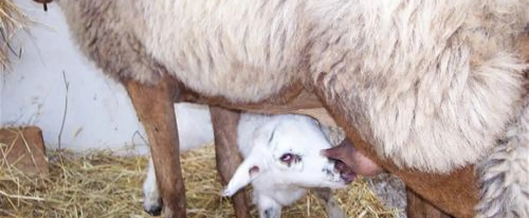 Agriturismo Il Noceto