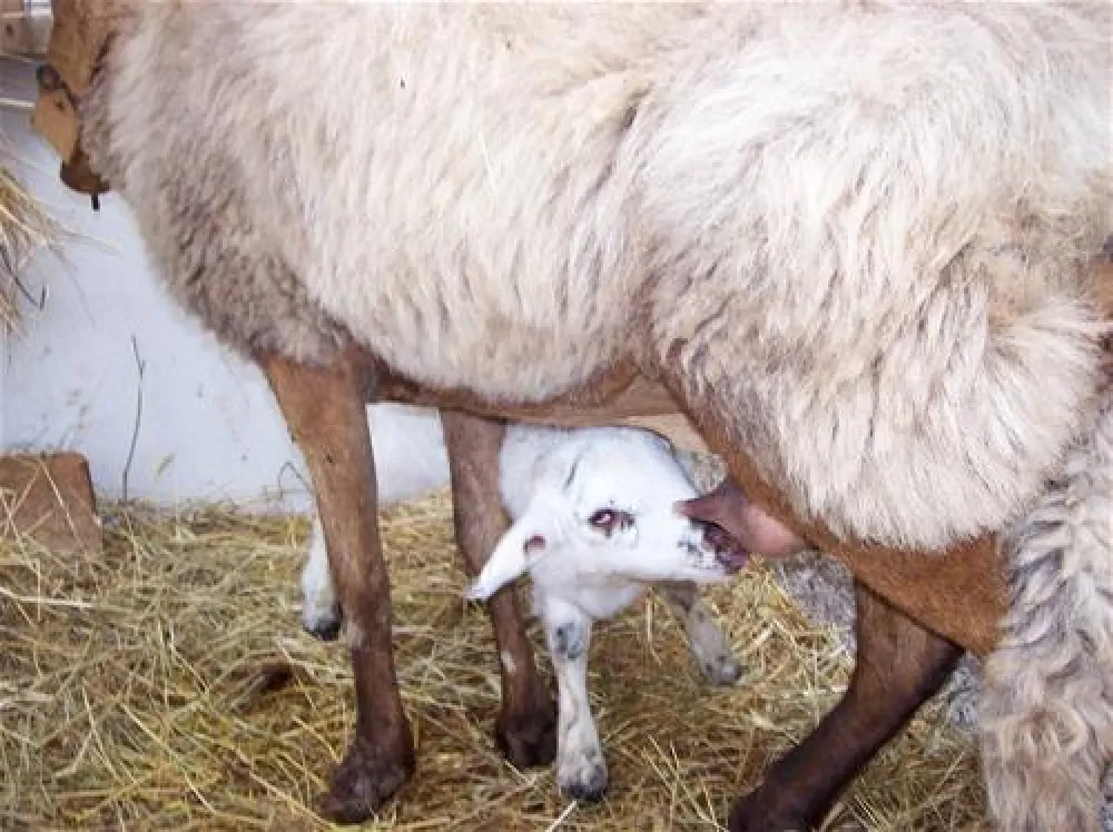 Agriturismo Il Noceto