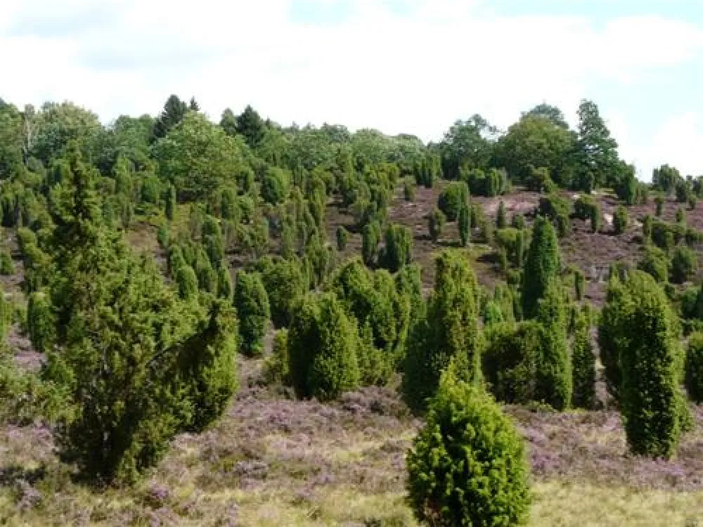 Campingplatz "Auf dem Simpel"