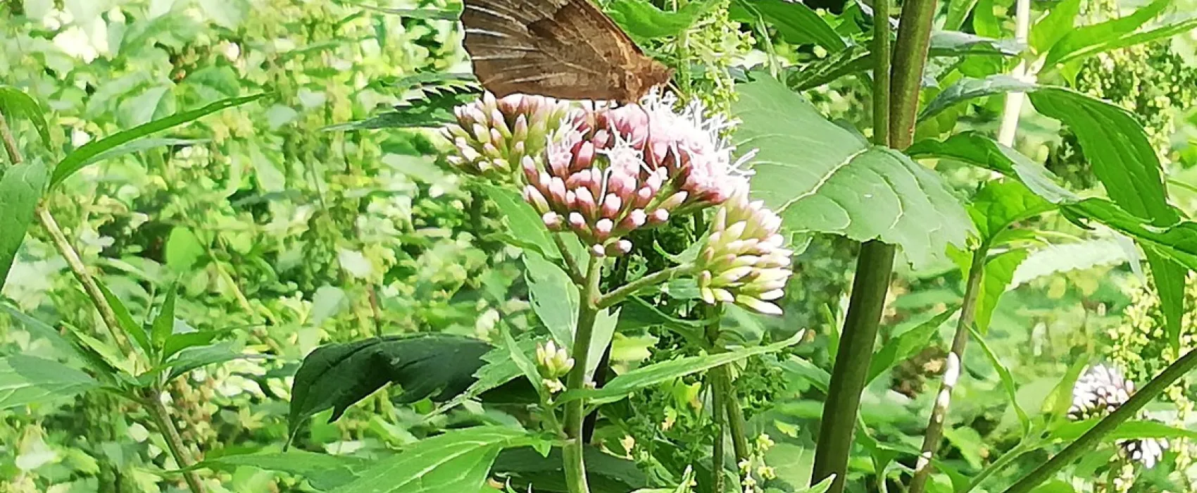Naturcamp an der Weser