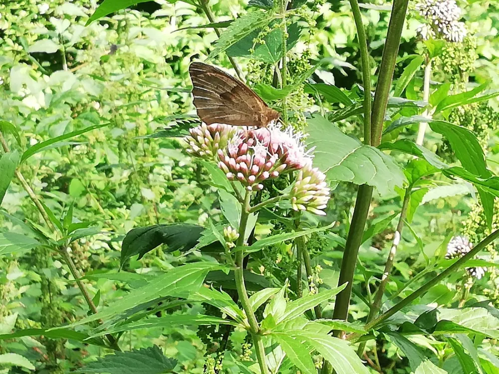 Naturcamp an der Weser