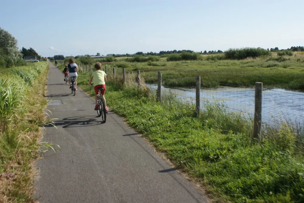 Flower Camping Les Marguerites