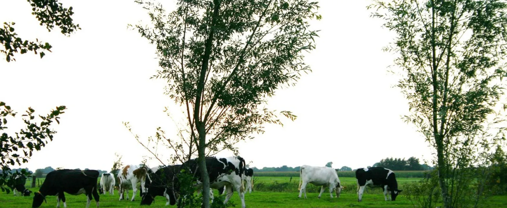 Boerencamping 't Hoogje