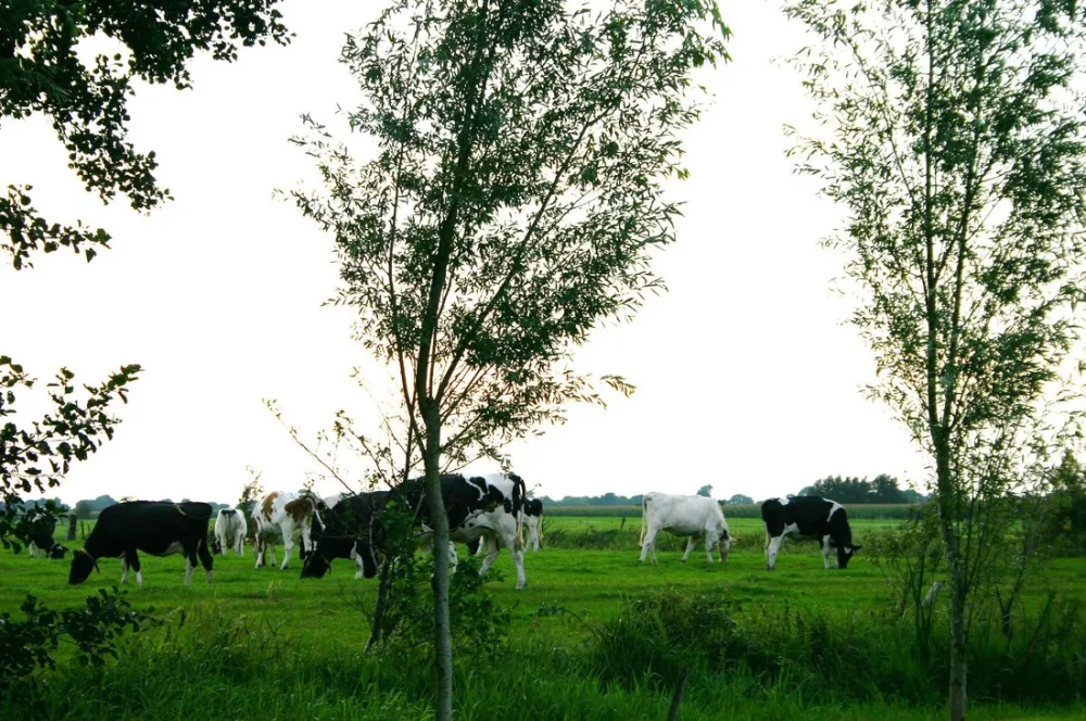 Boerencamping 't Hoogje