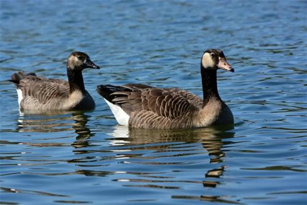 Camping Wissmarer See