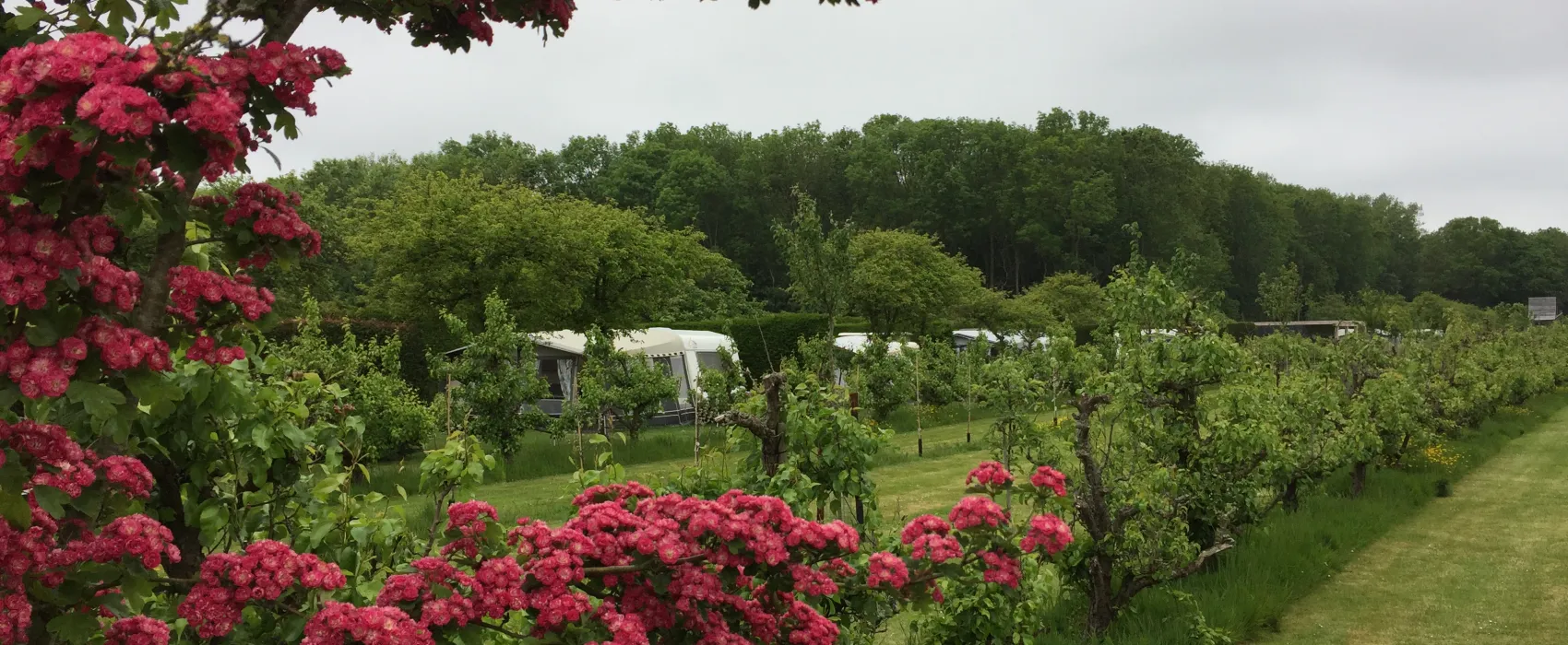 Boomgaardcamping DuinRand