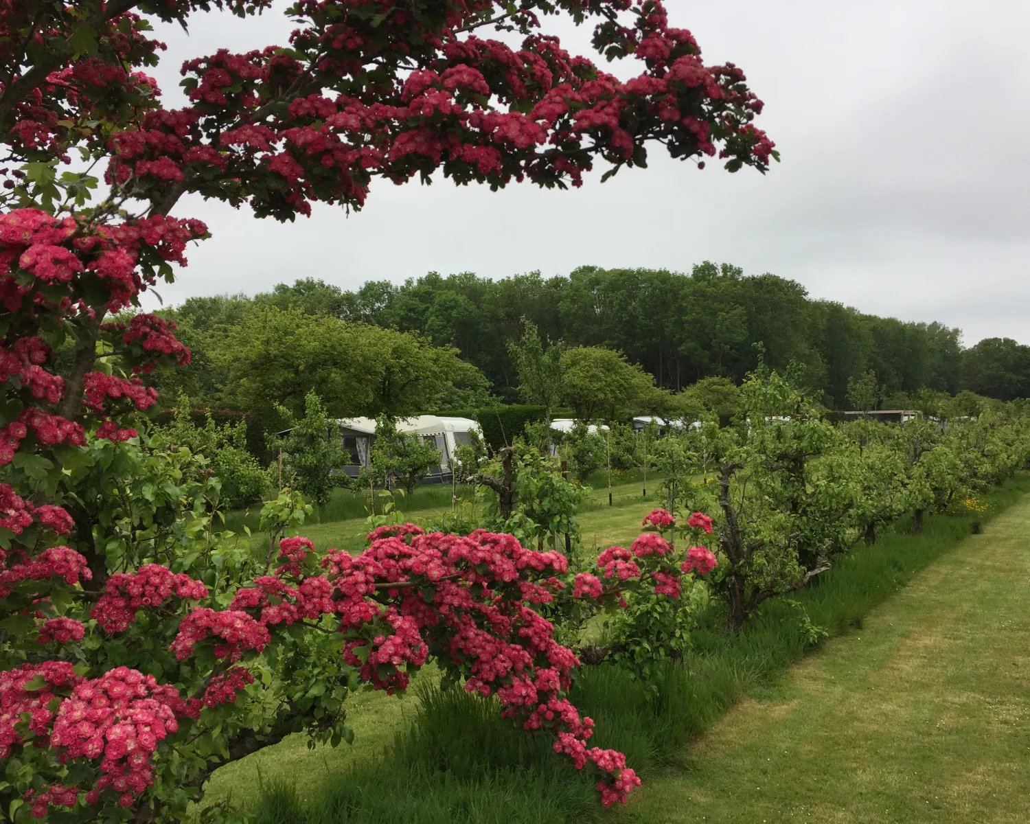 Boomgaardcamping DuinRand in Niederlande - Spottocamp - Spottocamp
