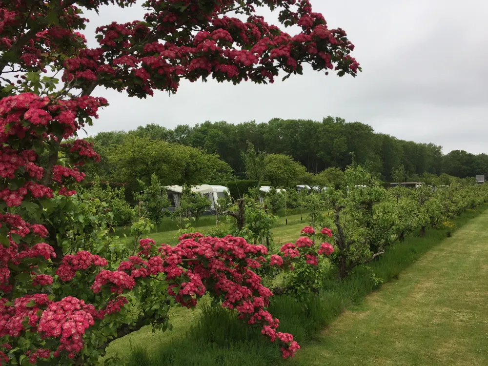 Boomgaardcamping DuinRand