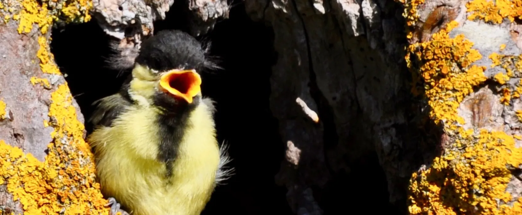 Boomgaardcamping DuinRand