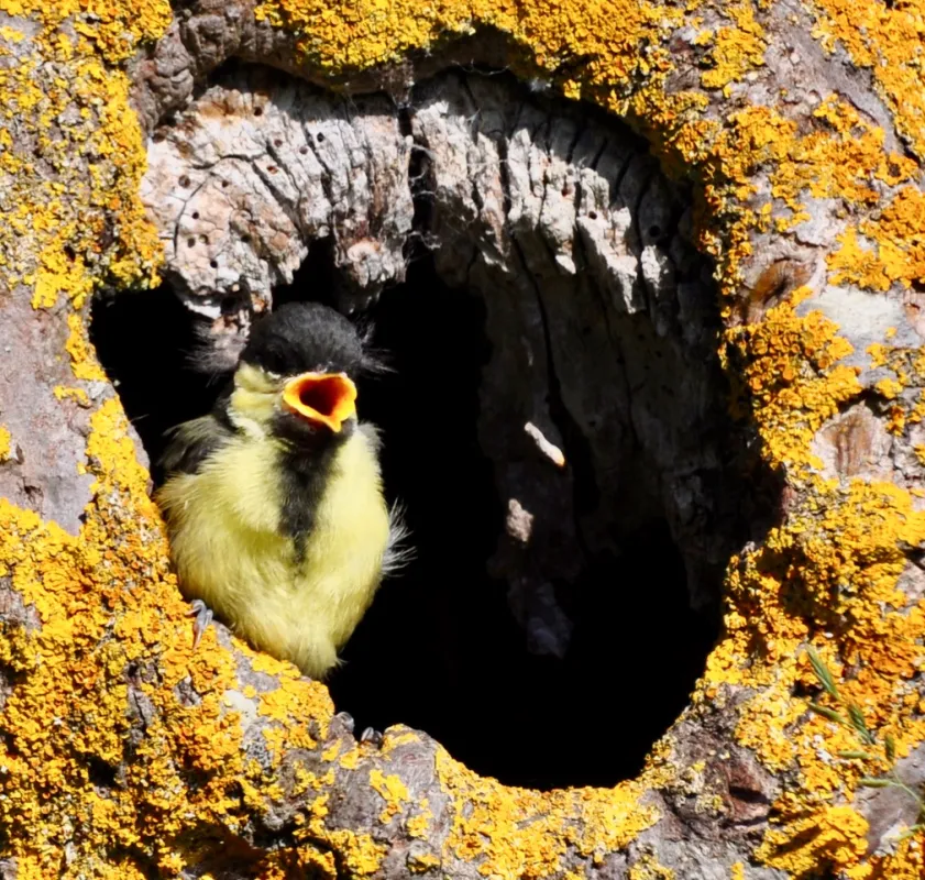 Boomgaardcamping DuinRand