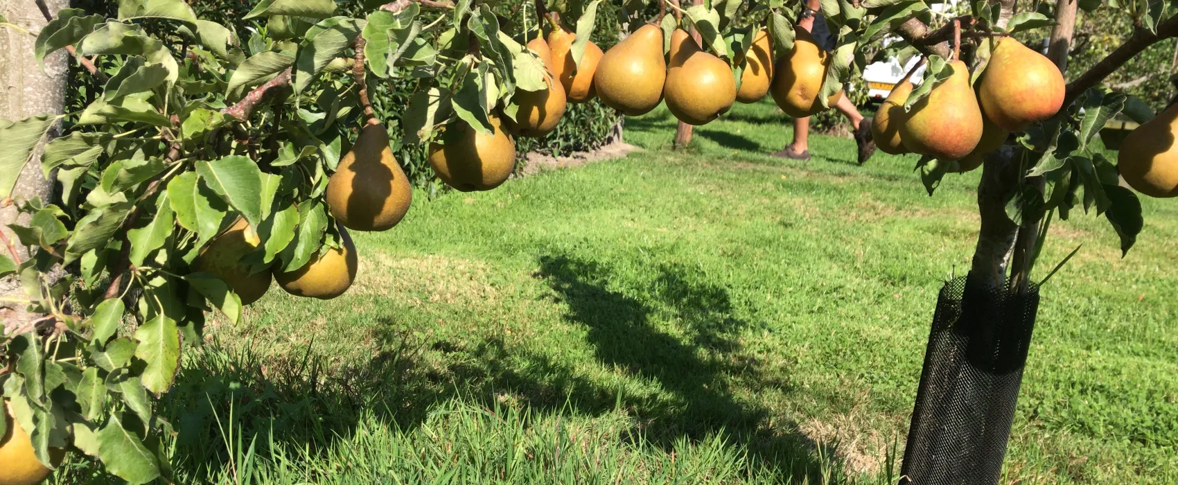 Boomgaardcamping DuinRand